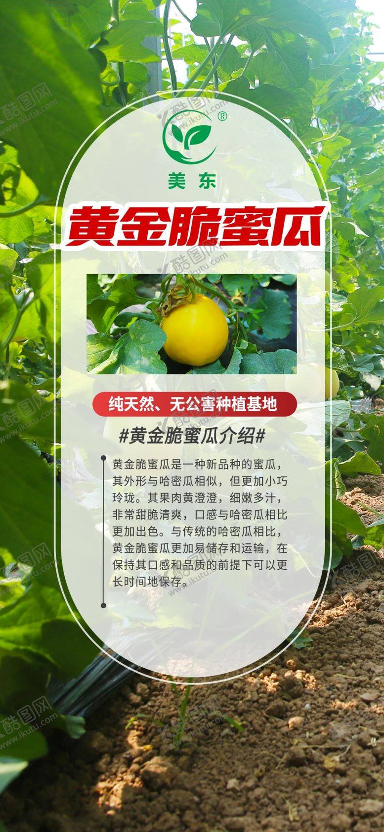 编号：14781001261815104444【酷图网】源文件下载-黄金脆蜜瓜