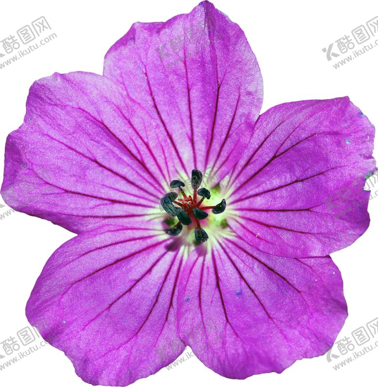 编号：42936910241944509747【酷图网】源文件下载-花朵