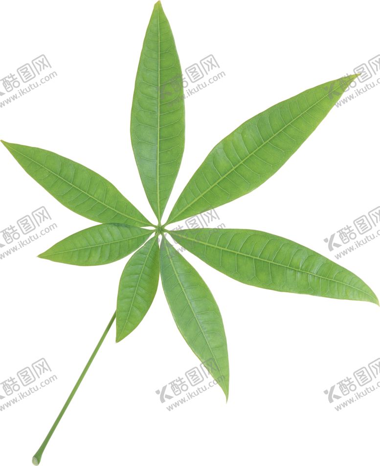 编号：92194507081615585749【酷图网】源文件下载-树叶