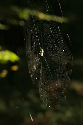 蜘蛛摄影网生物世界