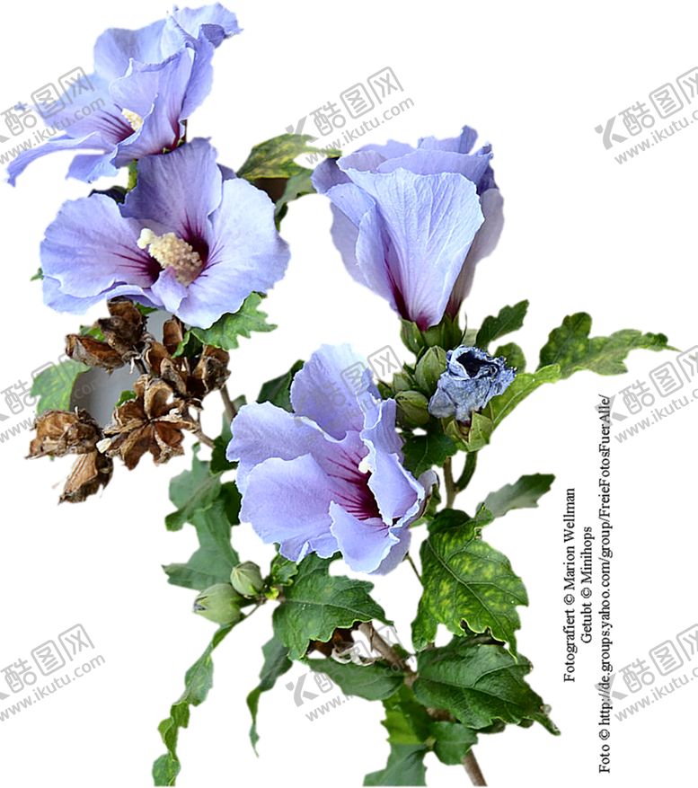 编号：27683310070743041008【酷图网】源文件下载-鲜花素材