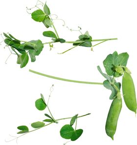 豆荚