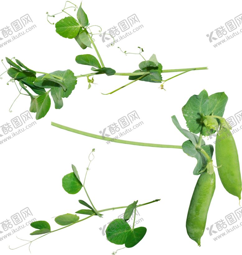 编号：39214405042326208924【酷图网】源文件下载-豆荚