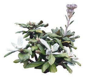 免扣花卉素材