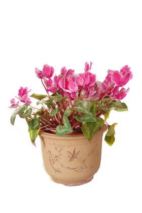 盆栽粉色花摆件古风花盆.png