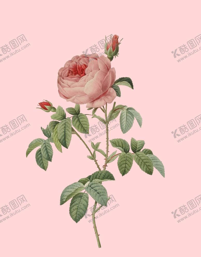 编号：83804107130155108733【酷图网】源文件下载-花卉植