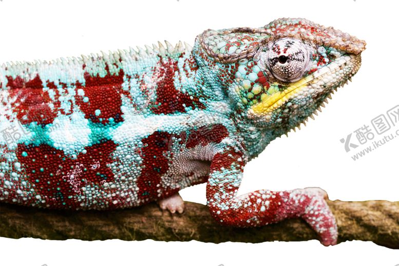 编号：82214109150326427946【酷图网】源文件下载-变色龙