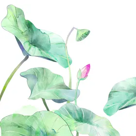 荷花莲小图标元素素材水彩莲