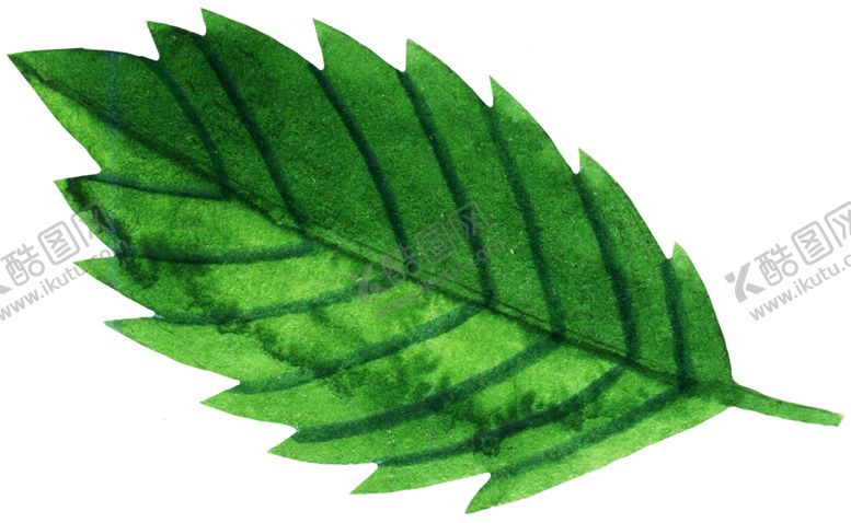 编号：27761509250047374530【酷图网】源文件下载-手绘植物叶片