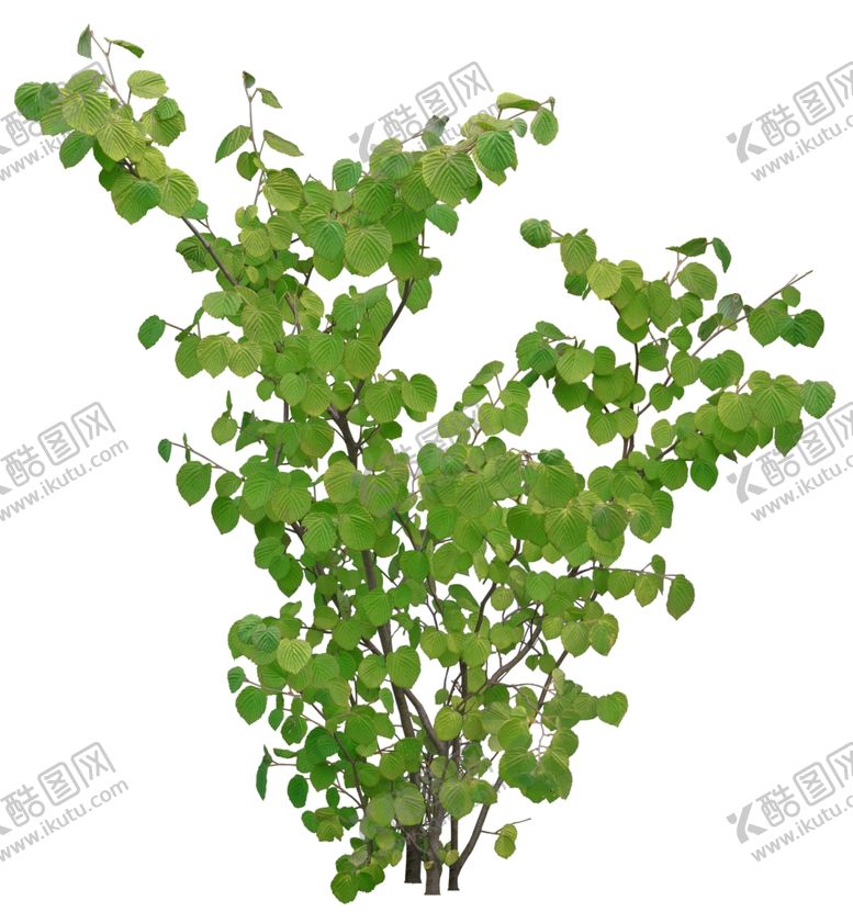 编号：74350705111325085807【酷图网】源文件下载-免扣植物素材图片