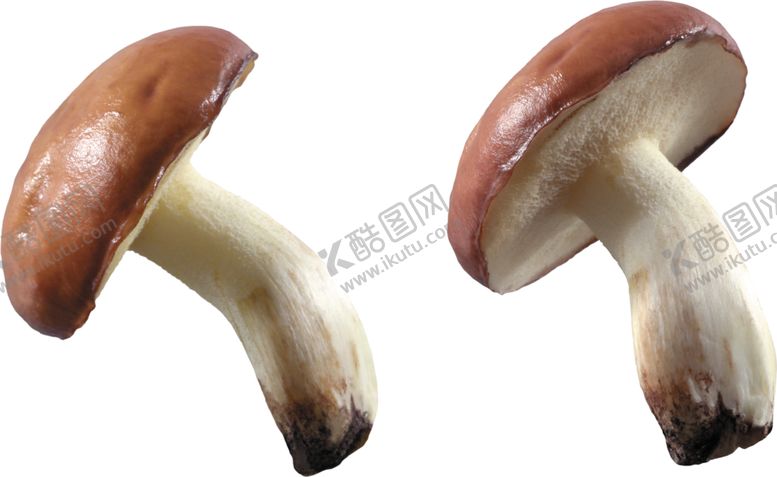 编号：75964710141942137040【酷图网】源文件下载-蘑菇素材