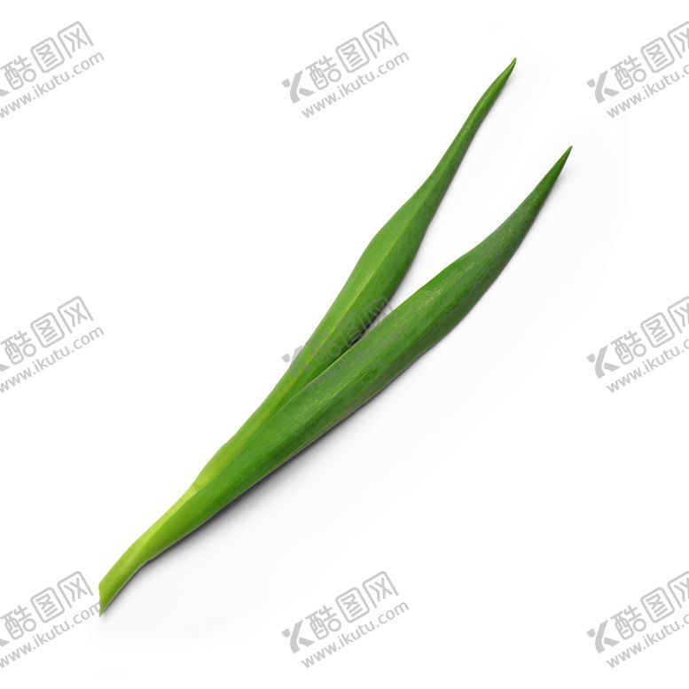 编号：21341509170716367316【酷图网】源文件下载-叶子