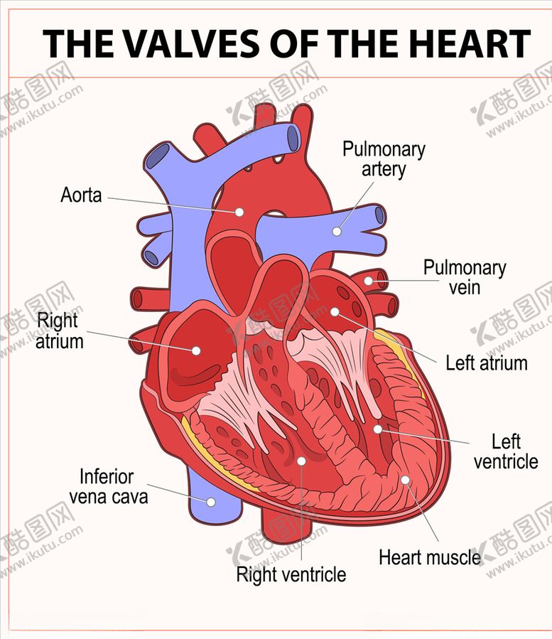 编号：86967109160741339587【酷图网】源文件下载-心脏模型