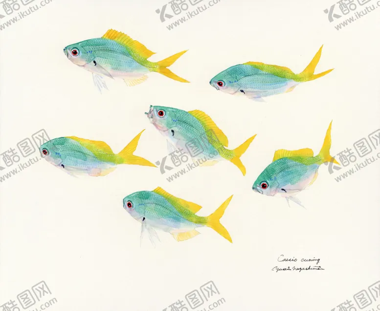 编号：32985406252347294171【酷图网】源文件下载-海洋鱼类水彩插画