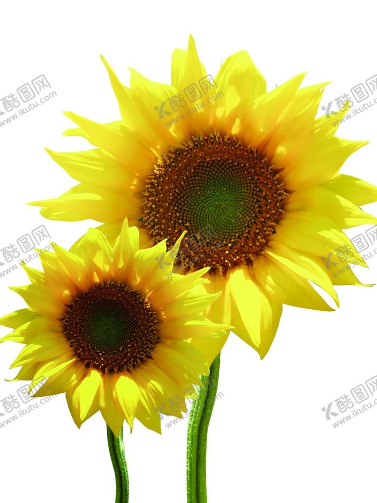 编号：57043210291729071560【酷图网】源文件下载-向日葵