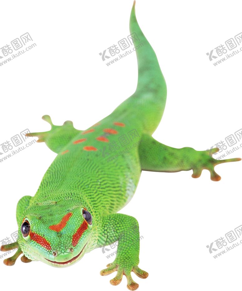 编号：64496301302029051643【酷图网】源文件下载-蜥蜴 图片 爬行动物 野生 