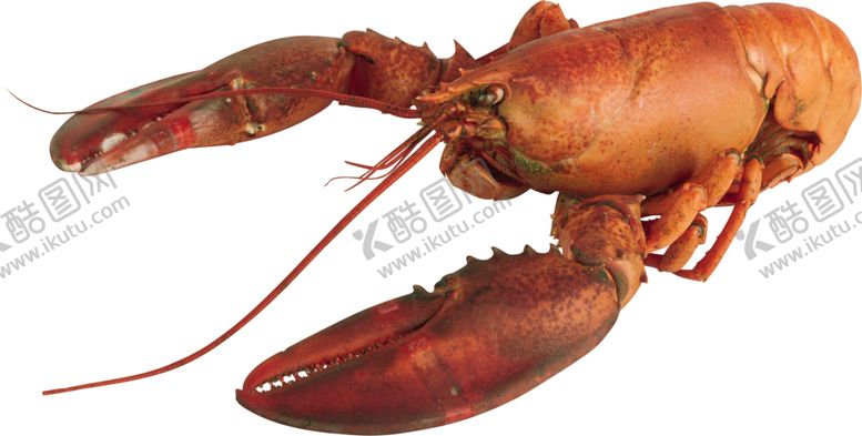 编号：37668309271538107659【酷图网】源文件下载-麻辣小龙虾图案