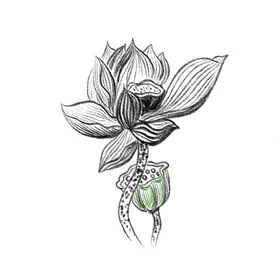 荷花莲设计莲摄影水墨莲小图标