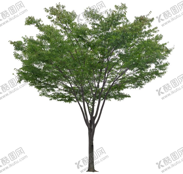 编号：51874610200951512255【酷图网】源文件下载-园林植物