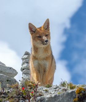 狐狸