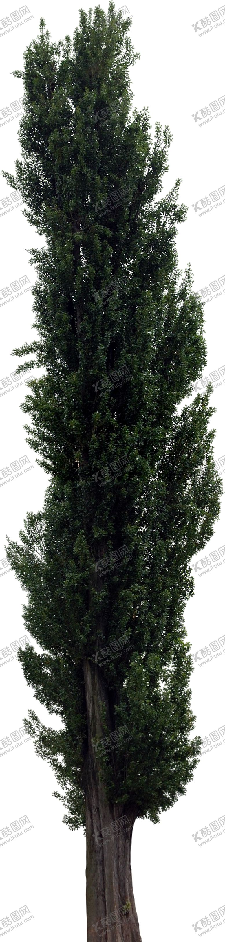 编号：90962009281212447956【酷图网】源文件下载-免扣树木素材