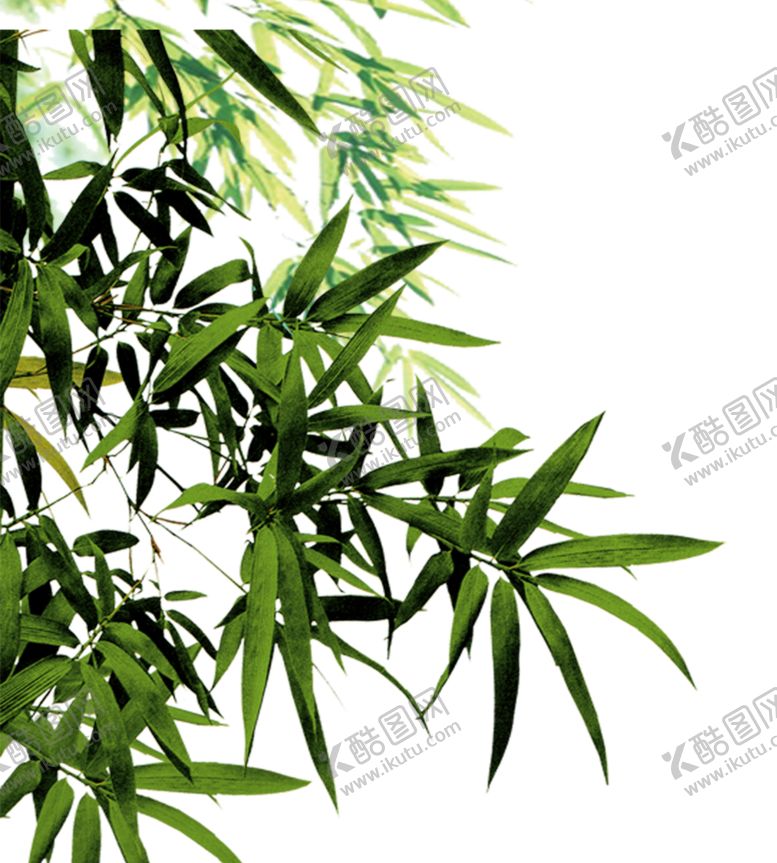 编号：66545810241726155216【酷图网】源文件下载-竹子竹叶