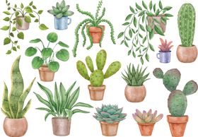 多样盆栽植物展示