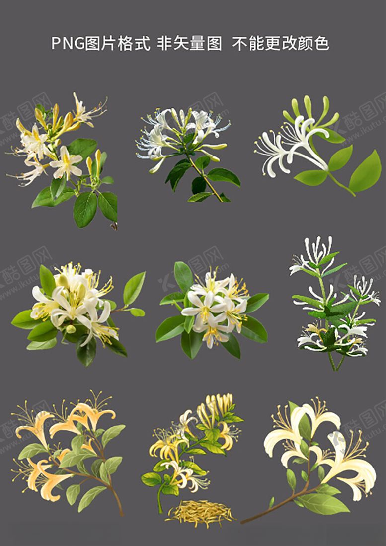 编号：66744704152149024463【酷图网】源文件下载-金银花