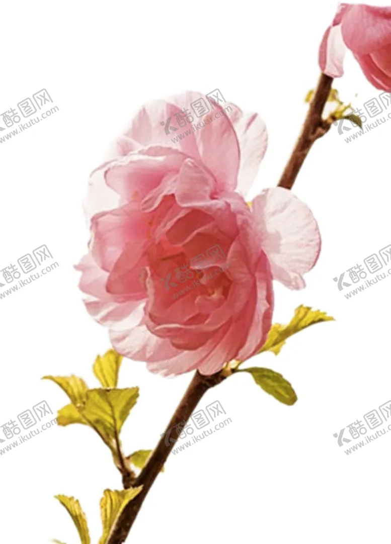 编号：58866401261653069995【酷图网】源文件下载-  手绘粉色樱花免扣素材图片 