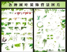 各种树叶