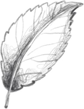 玫瑰花素叶片描绘画