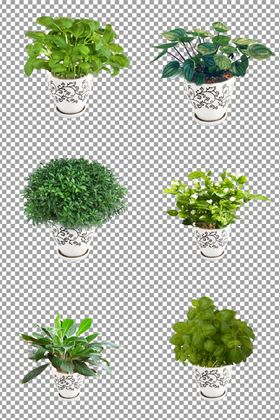 绿植盆栽