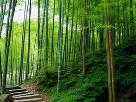 圆形拱门竹林风景