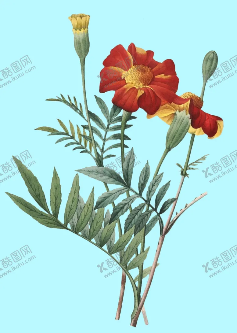 编号：93792606251704281991【酷图网】源文件下载-手绘花