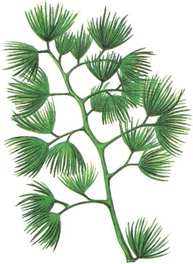水生植物素材