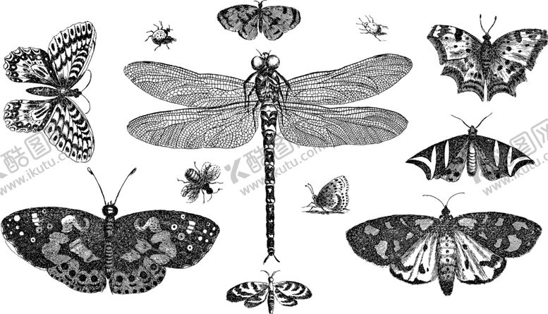 编号：51893109292143149426【酷图网】源文件下载-昆虫