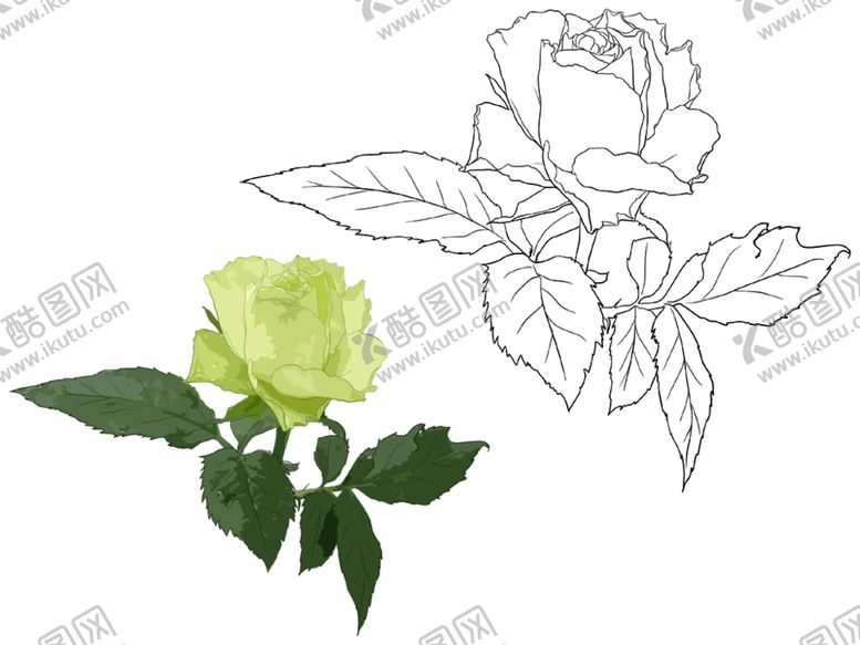 编号：49116609281711519138【酷图网】源文件下载-玫瑰月季素描