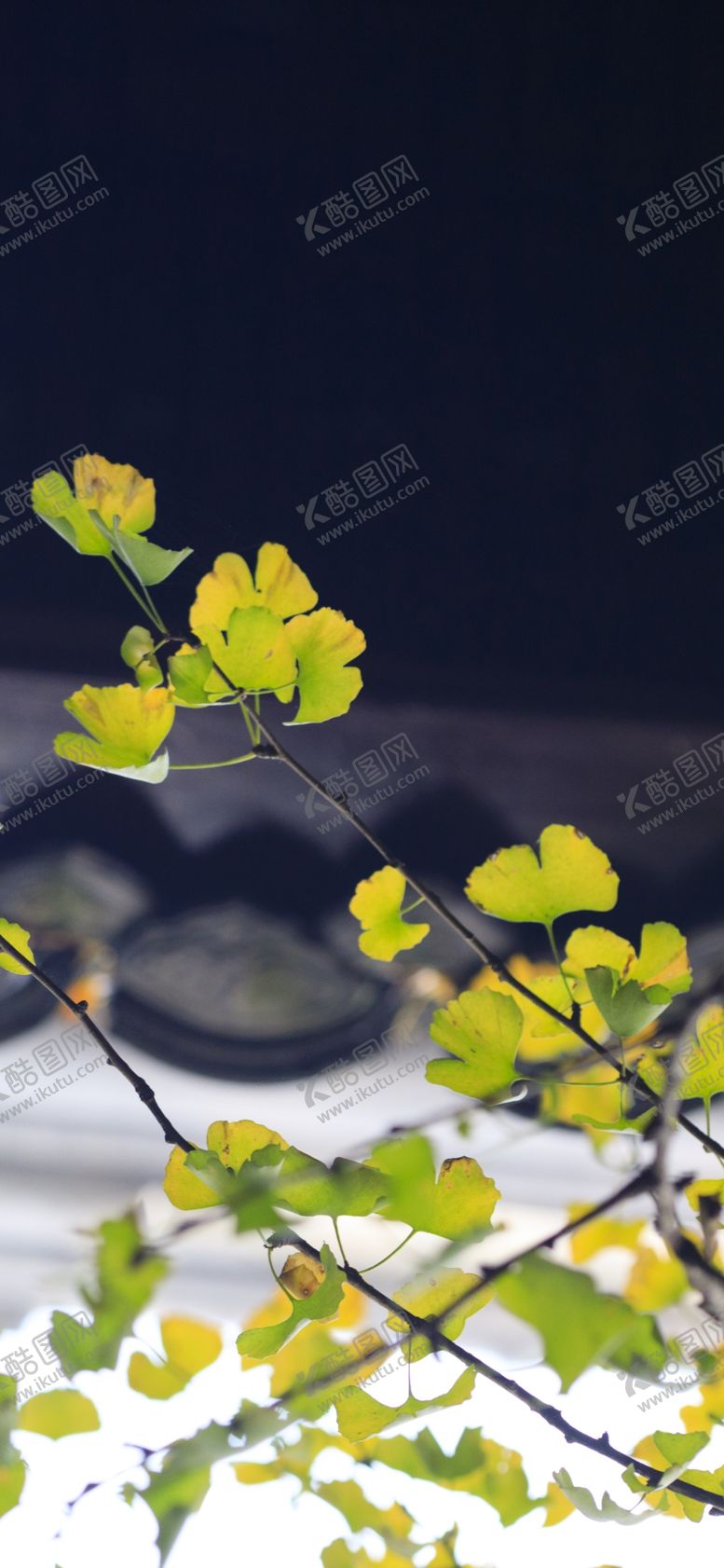 编号：63201010262054293060【酷图网】源文件下载-手机壁纸