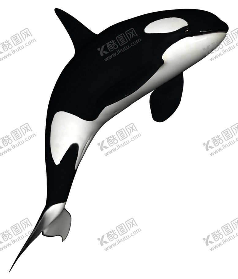 编号：99972604190750546797【酷图网】源文件下载-鲸鱼