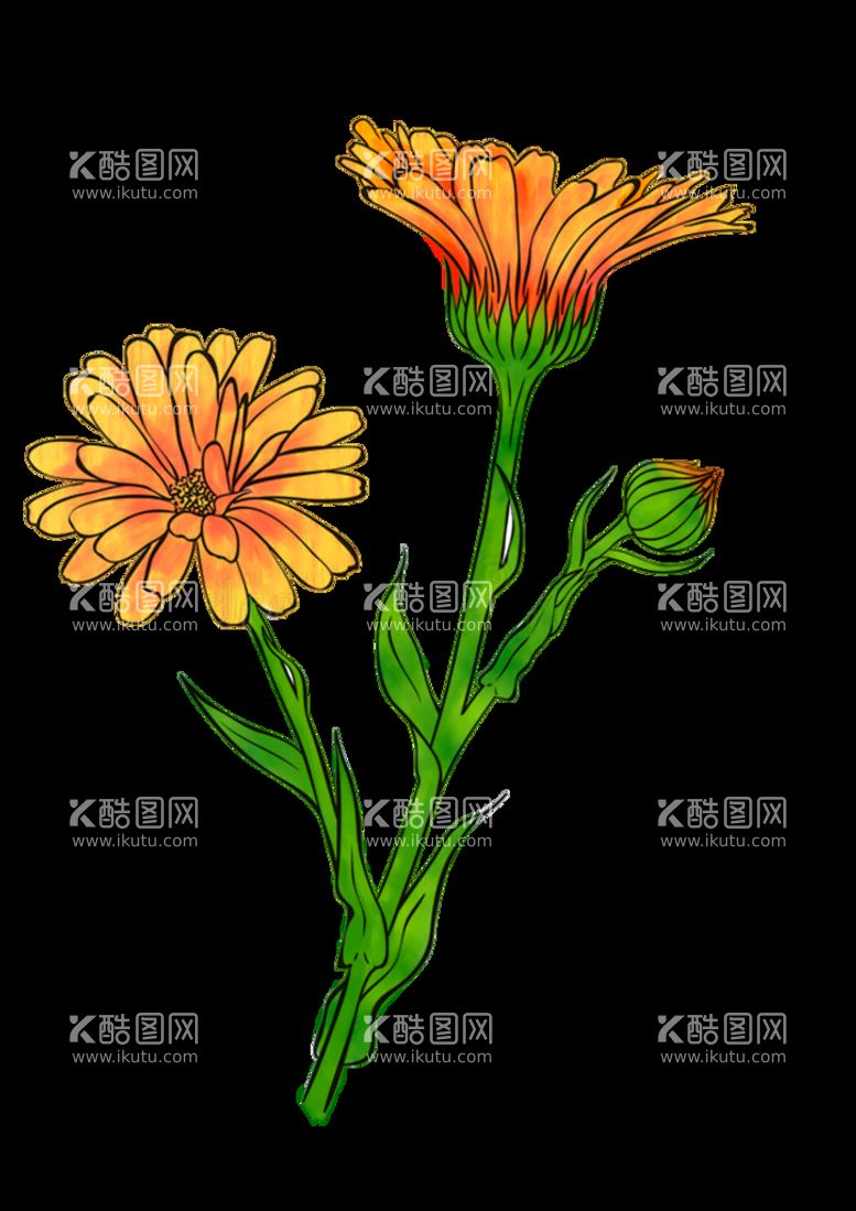 编号：82380210281903471552【酷图网】源文件下载-金盏花