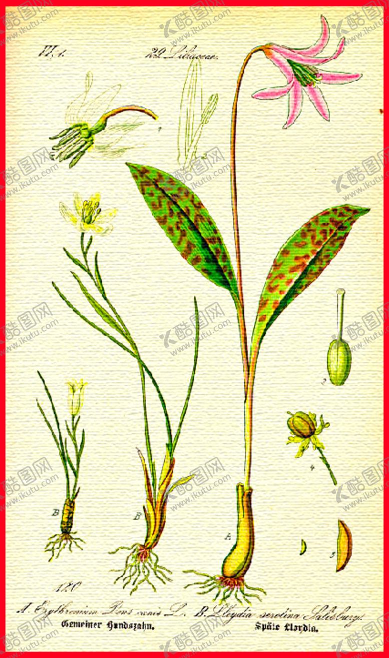 编号：72858109230647402966【酷图网】源文件下载-手绘植物