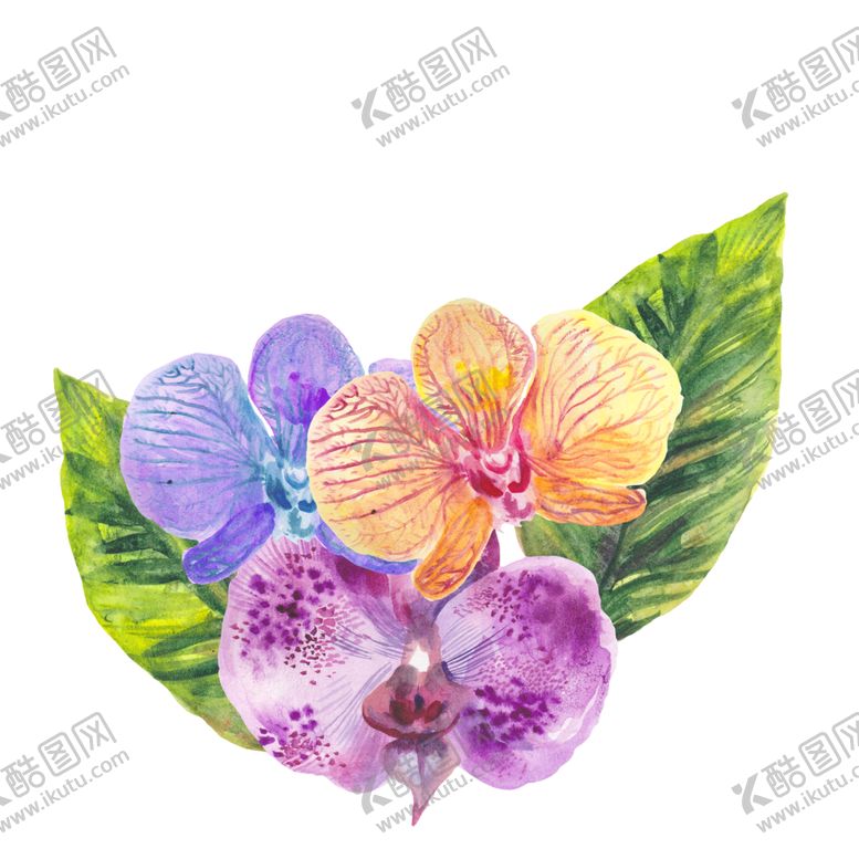 编号：64054510230732169130【酷图网】源文件下载-夏日热带水彩花朵