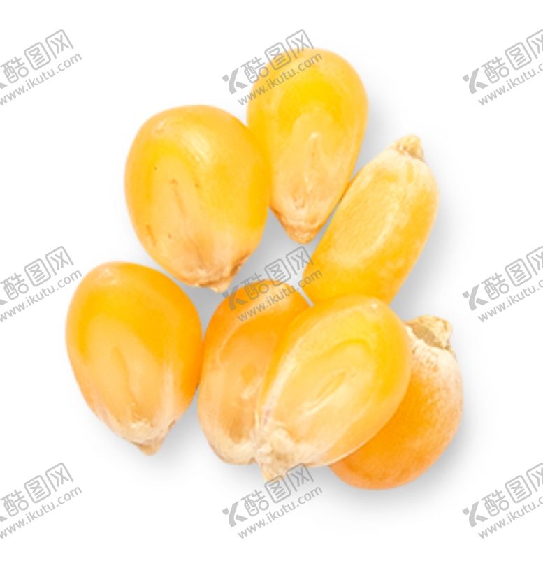 编号：35369905042327356955【酷图网】源文件下载-玉米