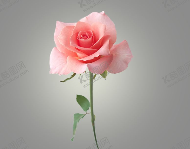 编号：30911710081421253230【酷图网】源文件下载-玫瑰花
