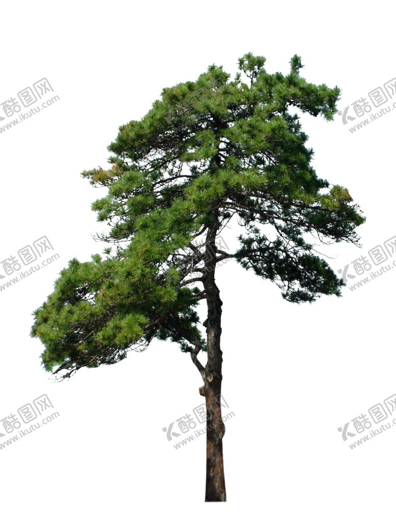 编号：77488407071501322355【酷图网】源文件下载-松树