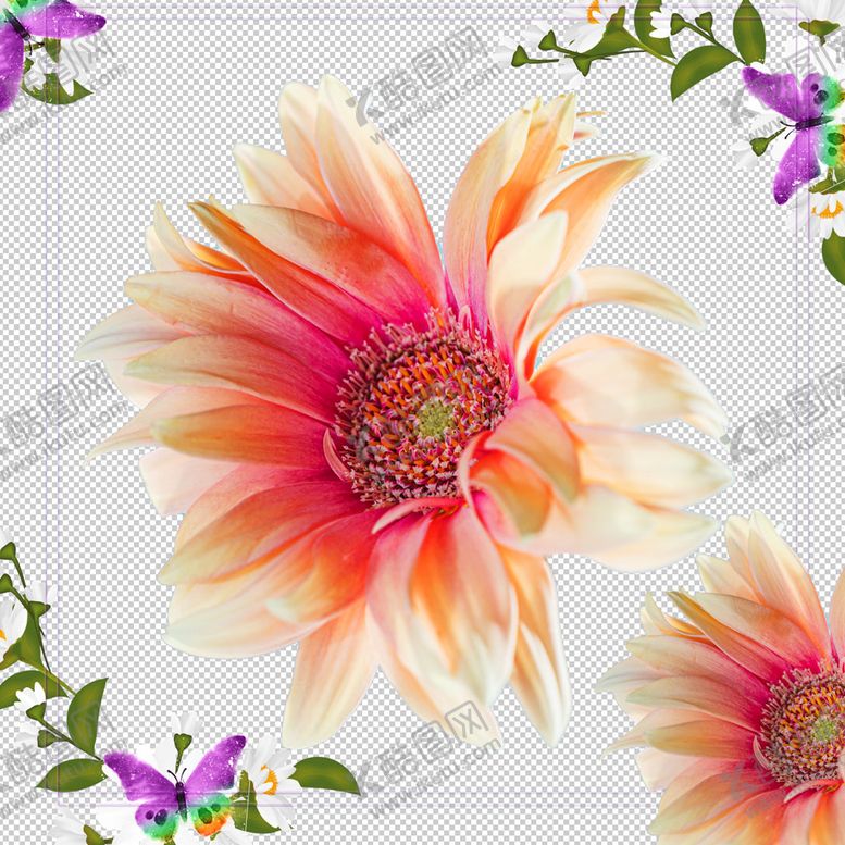 编号：72685710270630432087【酷图网】源文件下载-一朵漂亮的葵花图片
