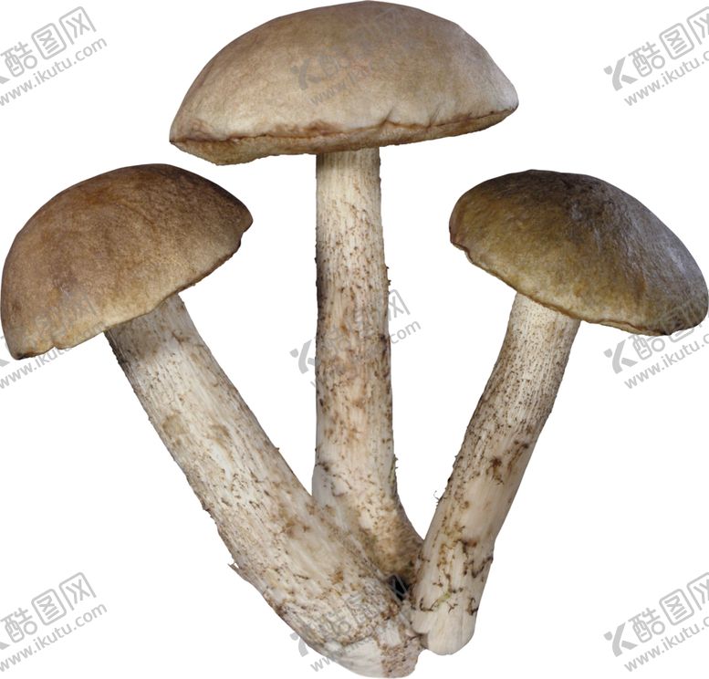 编号：30384506241559127824【酷图网】源文件下载-蘑菇