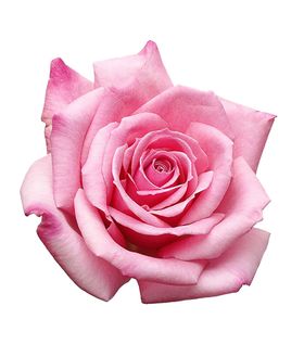 花边