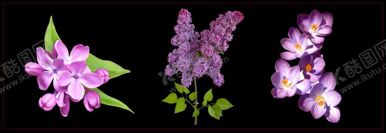 编号：54216009160503168716【酷图网】源文件下载-丁香花