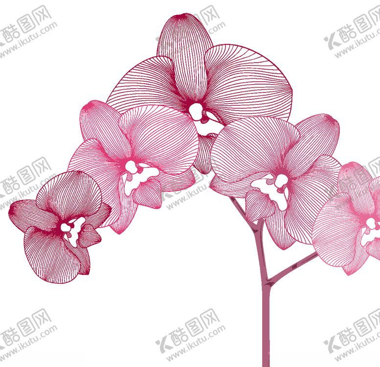 编号：53275509150348353644【酷图网】源文件下载-花蝴蝶兰